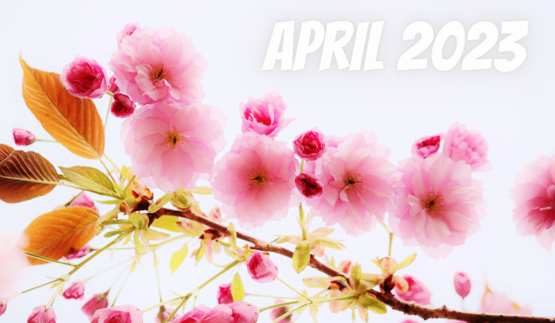 桜の花　２０２３年4月
