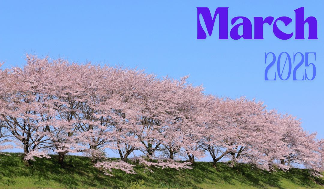 満開の桜並木
